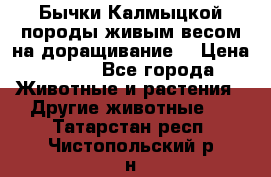 Бычки Калмыцкой породы живым весом на доращивание. › Цена ­ 135 - Все города Животные и растения » Другие животные   . Татарстан респ.,Чистопольский р-н